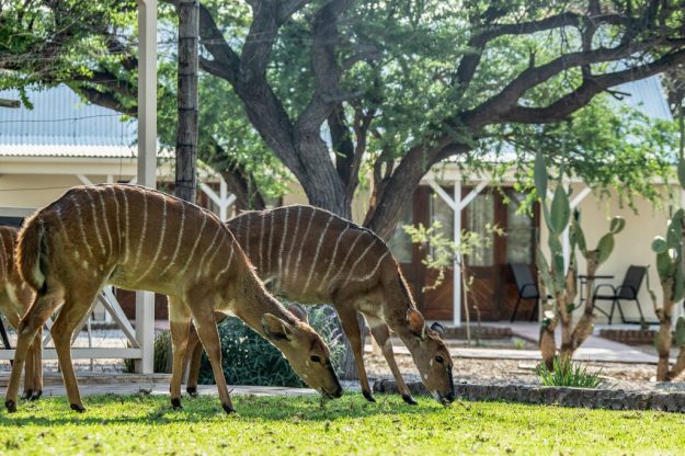Otjibamba Safari Lodge